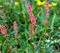 Rumex acetosella